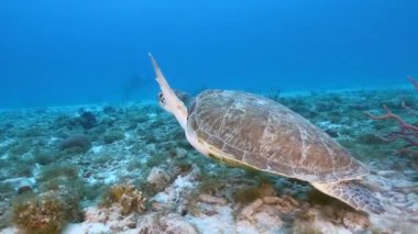 Karayip Denizi 'nin mercan kayalıklarında Yeşil Deniz Kaplumbağalı Deniz Burnu, Curacao