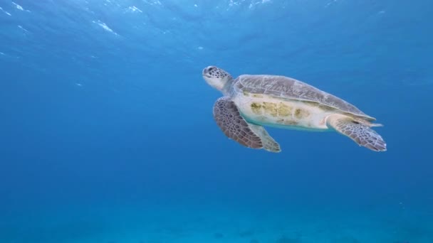 カリブ海のサンゴ礁 キュラソーの緑の海亀との海 — ストック動画