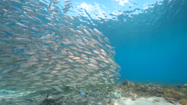 120 Fps Super Slow Motion Seascape Mit Köderball Fischschwärme Korallenriff — Stockvideo