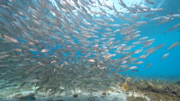 120 Fps Super Slow Motion Seascape Bait Ball School Fish — стоковое видео