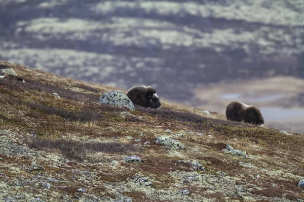 带麝牛的哺乳动物野生动物 挪威多弗尔的秋天风景 — 图库照片