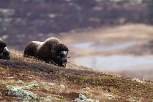 Zoogdieren Het Wild Met Muskus Herfstlandschap Dovrefjell Noorwegen — Stockfoto