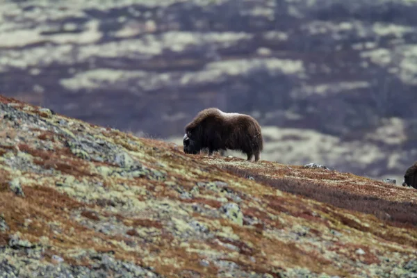 Däggdjur Med Mysk Höstlandskap Dovrefjell Norge — Stockfoto