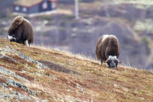 Mammal Wildlife Musk Autumn Scenery Dovrefjell Norway — Stock Photo, Image