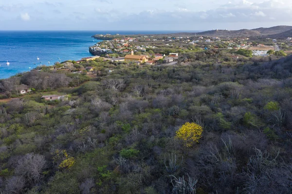 Aerial View Coast Curacao Caribbean Sea Yellow Kibrahacha Tree Turquoise — Stock Photo, Image