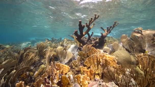 120 Fps Super Pomalý Pohyb Seascape Korálové Zahradě Korály Houbami — Stock video