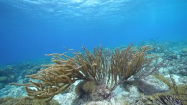 Karayip Denizi 'nin mercan resifinde çeşitli balık, mercan ve süngerle kaplı deniz burnu, Curacao
