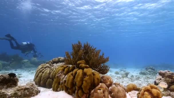 Mergulhador Profissional Diretor Fotografia Submarino Filmando Recife Coral Mar Caribe — Vídeo de Stock