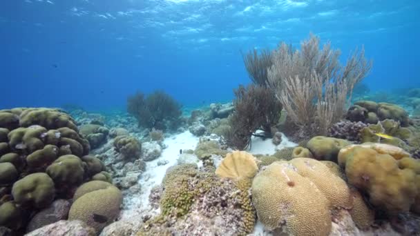 Havslandskap Med Olika Fiskar Korall Och Svamp Korallrevet Karibiska Havet — Stockvideo