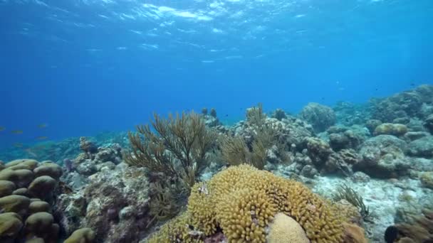 Paysage Marin Avec Divers Poissons Coraux Éponges Dans Récif Corallien — Video