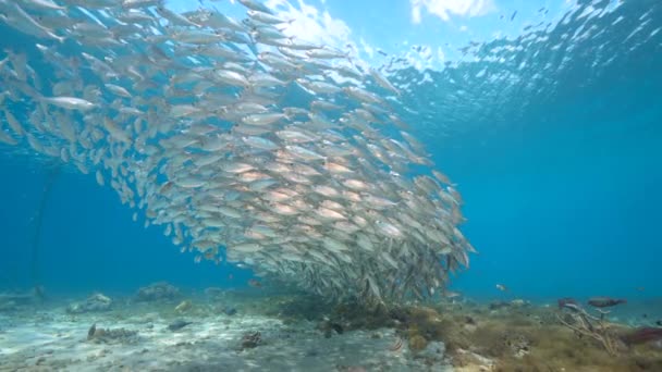 120 Fps Super Slow Motion Seascape Bait Ball School Fish — Stock Video