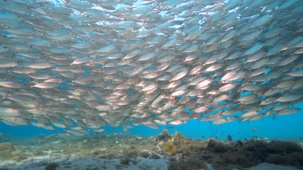 120 Fps Super Slow Motion Seascape Mit Köderball Fischschwärme Korallenriff — Stockvideo