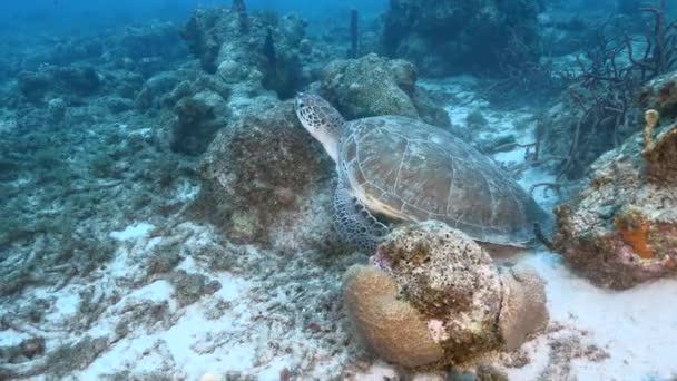 Seascape Green Sea Turtle Coral Reef Caribbean Sea Curacao — Vídeo de Stock