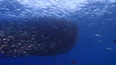 Yem Toplu Deniz Burnu, Karayip Denizi 'nin mercan kayalıklarında balık okulu, Curacao