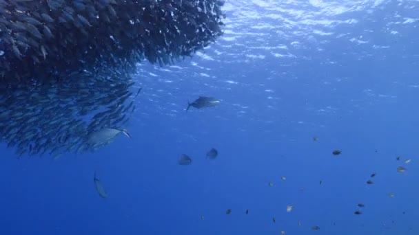 カリブ海のサンゴ礁 キュラソーの魚の群れ 餌球での海景 — ストック動画