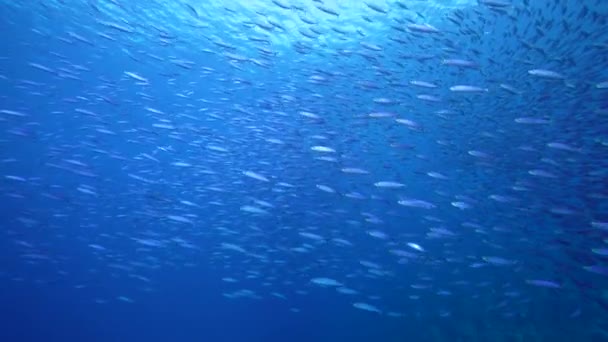 魚の群れ カリブ海のサンゴ礁でのボガフィッシュ キュラソーの海 — ストック動画