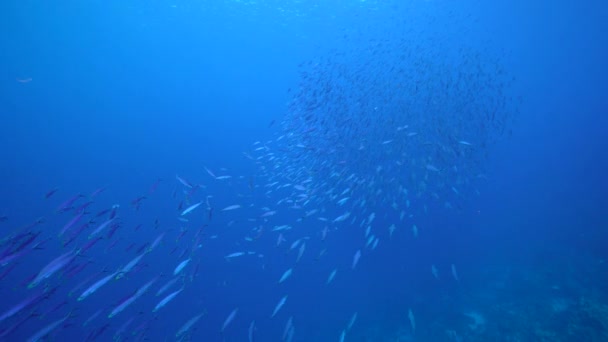 Zeegezicht Met School Fish Boga Vis Het Koraalrif Van Caribische — Stockvideo