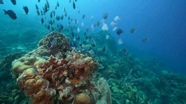 Tengerpart School Fish Sebészi Hal Korallzátony Karib Tenger Curacao — Stock videók