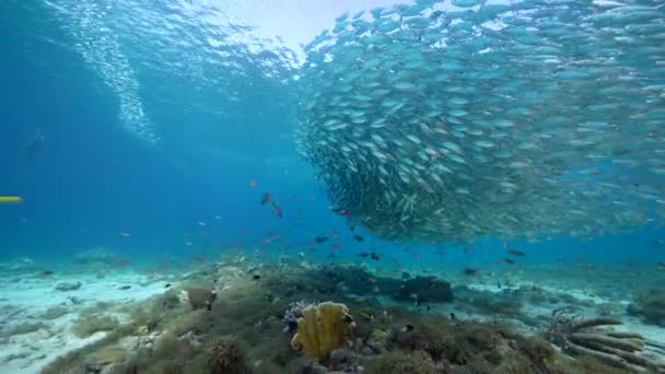 Paesaggio Marino Con Palla Esca Scuola Pesce Nella Barriera Corallina — Video Stock
