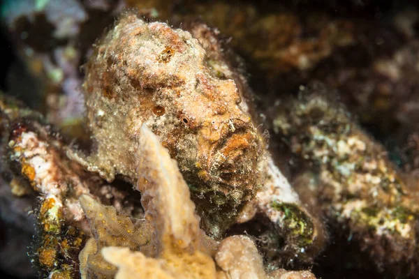 Θαλάσσιο Τοπίο Frogfish Στον Κοραλλιογενή Ύφαλο Της Καραϊβικής Θάλασσας Κουρασάο — Φωτογραφία Αρχείου