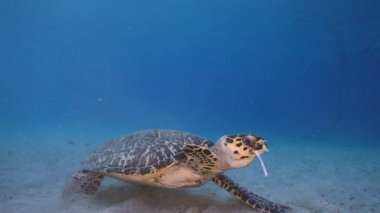 4K 120 fps Super Slow Motion Seascape ve Şahin gagalı Deniz Kaplumbağası Karayip Denizi mercan kayalıklarında, Curacao