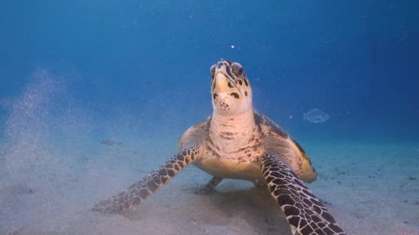 120 Fps Super Slow Motion Seascape Żółwiem Morskim Hawksbill Rafie — Wideo stockowe