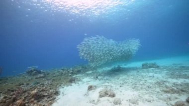 Yem Toplu Deniz Burnu, Balık Okulu, Karayip Denizi 'ndeki mercan resifinde uskumru balığı, Curacao