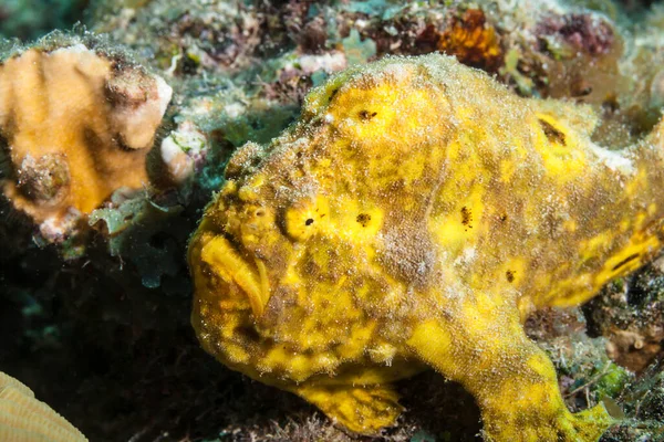 Seascape Yellow Frogfish Coral Reef Caribbean Sea Curacao — Stock fotografie