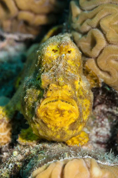 Seelandschaft Mit Gelben Anglerfischen Korallenriff Der Karibik Curacao — Stockfoto