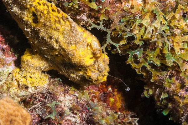Seascape Yellow Frogfish Coral Reef Caribbean Sea Curacao — Stock fotografie