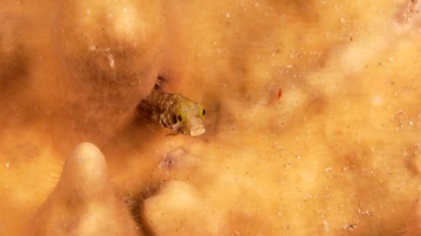 120 Fps Super Slow Motion Close Com Secretário Blenny Recife — Vídeo de Stock