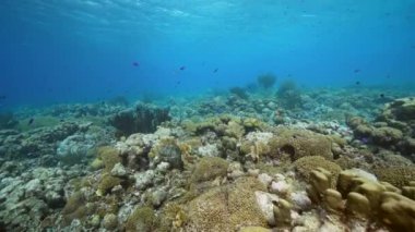 Karayip Denizi 'nin mercan resifinde çeşitli balık, mercan ve süngerle kaplı deniz burnu, Curacao