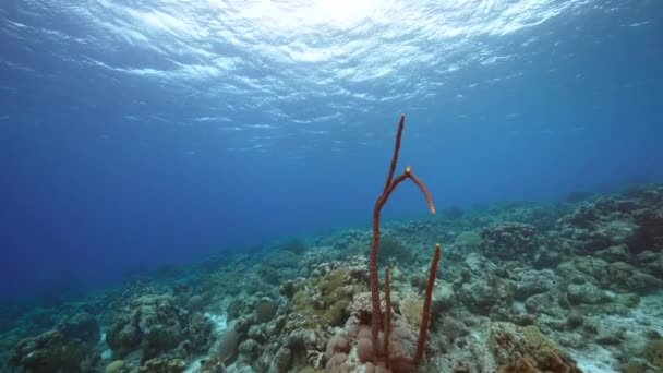 Seascape Various Fish Coral Sponge Coral Reef Caribbean Sea Curacao — 图库视频影像