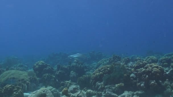 Seascape Různými Rybami Korály Houbami Korálovém Útesu Karibského Moře Curacao — Stock video