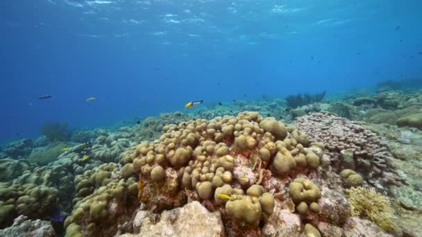 カリブ海のサンゴ礁 キュラソー島の様々な魚 サンゴ スポンジで海 — ストック動画