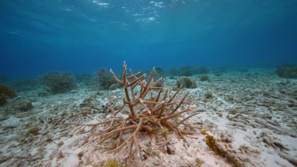 Zeegezicht Met Diverse Vissen Koraal Spons Het Koraalrif Van Caribische — Stockvideo