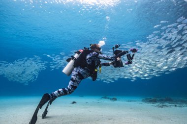 Yem Toplu Deniz Burnu, Balık Okulu, Karayip Denizi 'ndeki mercan resifinde uskumru balığı, Curacao