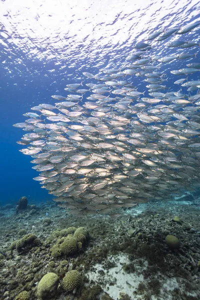 Seascape Bait Ball School Fish Mackerel Fish Coral Reef Caribbean — Stock Photo, Image