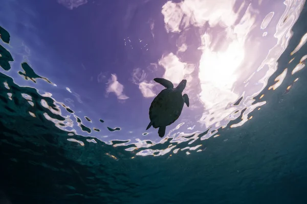 Seascape Green Sea Turtle Coral Reef Caribbean Sea Curacao — Stock Photo, Image