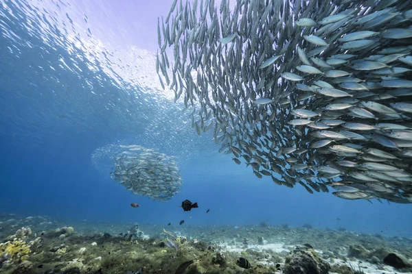 Zeegezicht Met Bait Ball School Fish Makreel Vis Het Koraalrif — Stockfoto