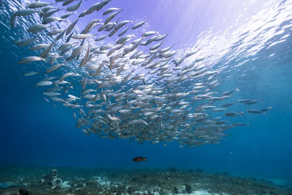 Paisaje Marino Con Bola Cebo Escuela Peces Peces Caballa Arrecife —  Fotos de Stock