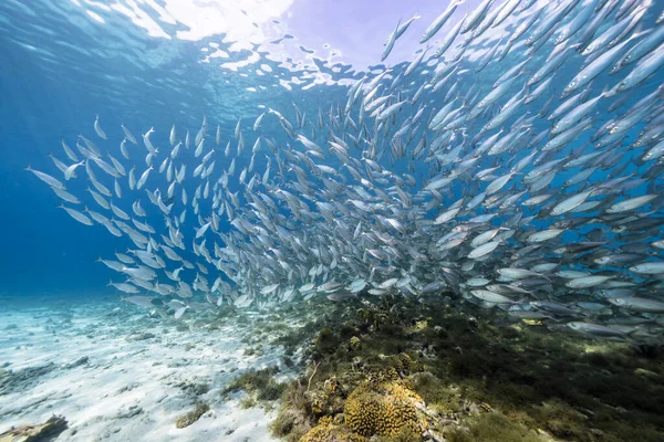 Yem Toplu Deniz Burnu Balık Okulu Karayip Denizi Ndeki Mercan — Stok fotoğraf