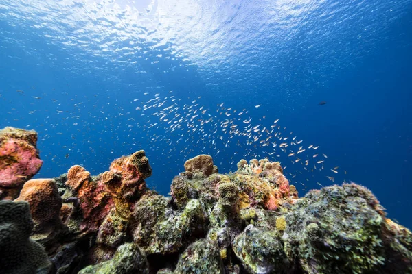 Havslandskap Med Olika Fiskar Korall Och Svamp Korallrevet Karibiska Havet — Stockfoto