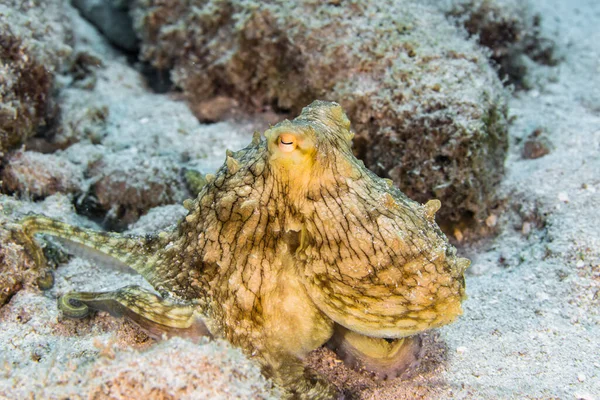 Seascape Com Octopus Recife Coral Mar Caribe Curaçao — Fotografia de Stock