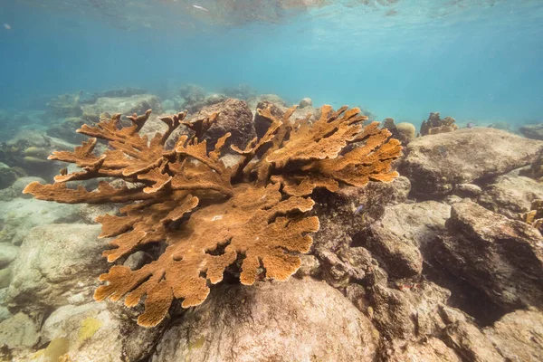 Tengeri Kapocs Nagy Elkhorn Coral Korallzátony Karib Tenger Curacao — Stock Fotó