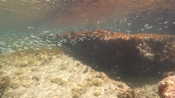 120Fps超スローモーション サンゴ礁 カリブ海 キュラソーの浅海での稚魚との海 — ストック動画