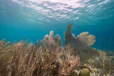 Karayip Denizi 'nin mercan resifinde çeşitli balık, mercan ve süngerle kaplı deniz burnu, Curacao