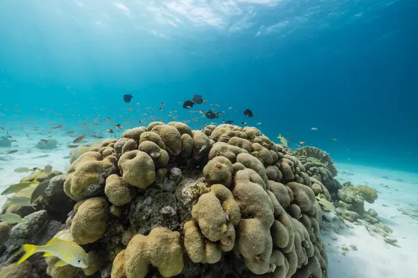 Paisaje Marino Con Varios Peces Coral Esponja Arrecife Coral Del —  Fotos de Stock