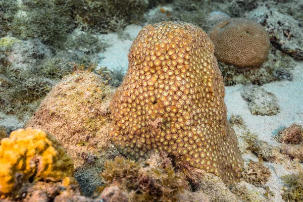 Seascape Diferiți Pești Corali Burete Reciful Corali Din Marea Caraibelor — Fotografie, imagine de stoc