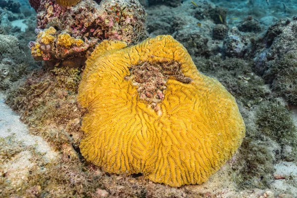 Capa Marinha Com Vários Peixes Corais Esponjas Recife Coral Mar — Fotografia de Stock